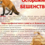 Бешенство у животных: Важная информация для владельцев питомцев - Бердюжье Медиа